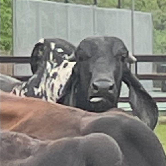 Meet your Posher, Meg💚 - Picture 7 of 11